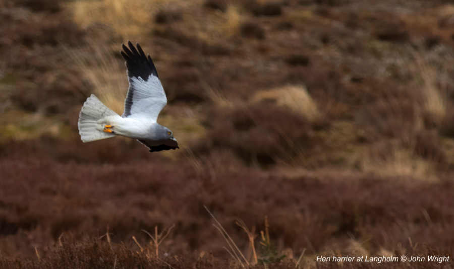 Hen harrier at Langholm Moor